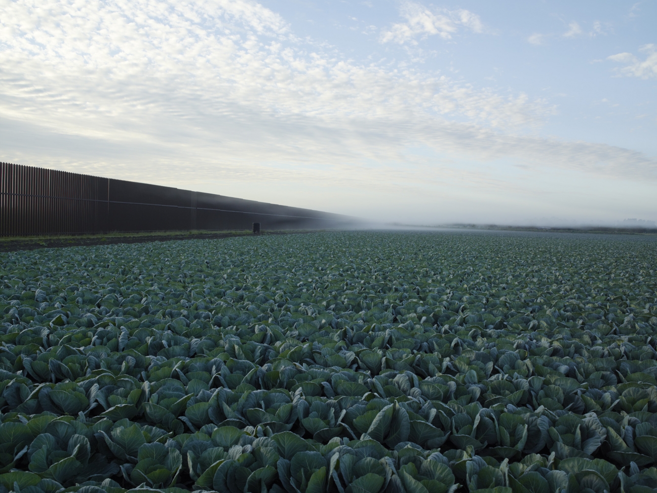 Cabbage Crop Near Brownsville, Texas, 2015
