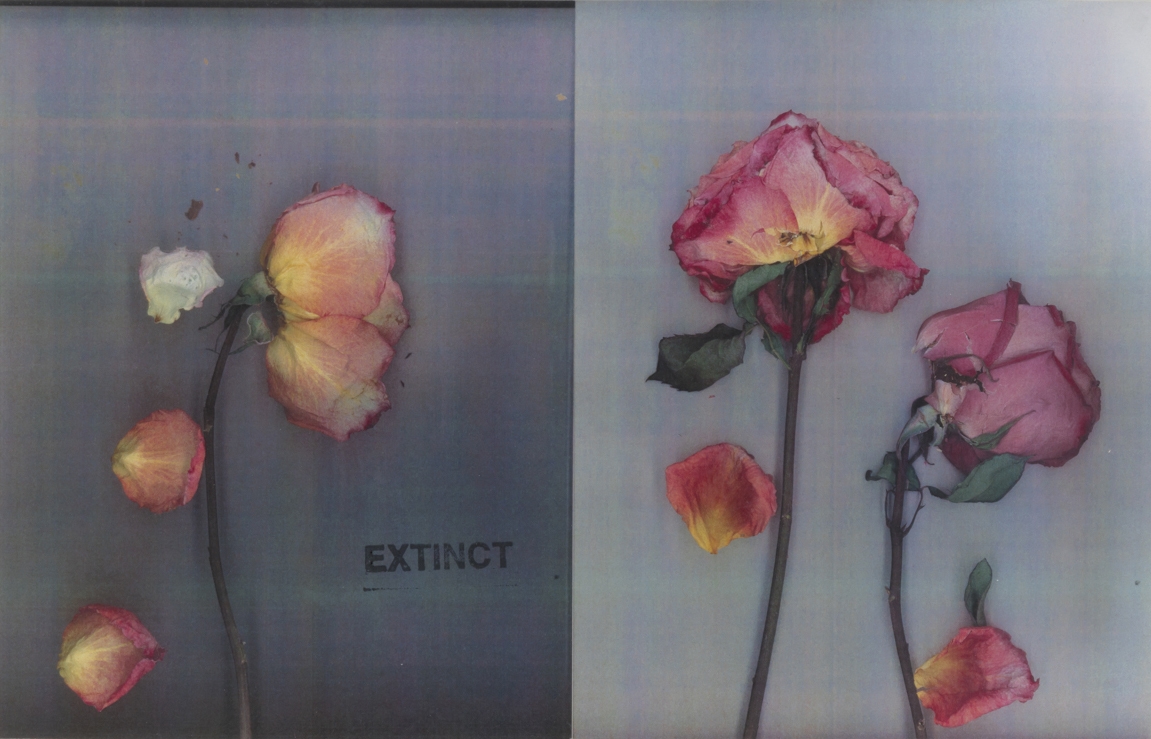 Extinct: Two Roses, 2019