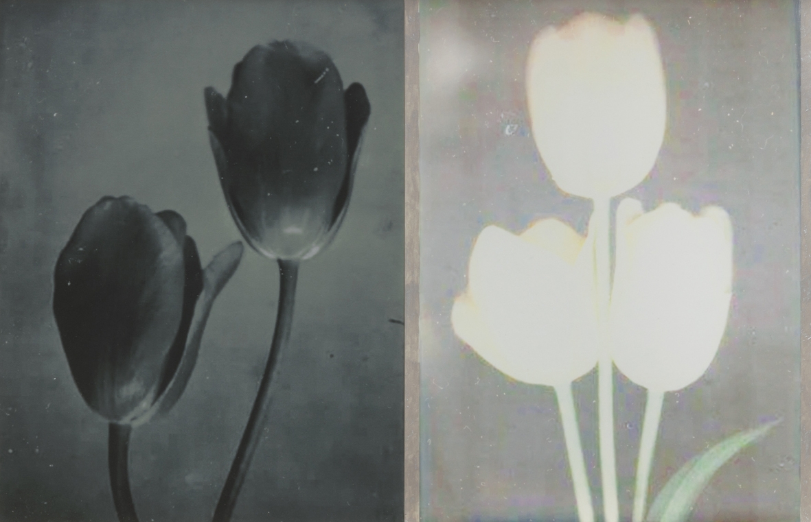 Extinct: Two Tulips, 2019, Unique lumigram photograph
