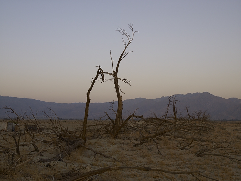 Dead Trees, Anza Borrego Desert, California, 2008, Archival pigment print