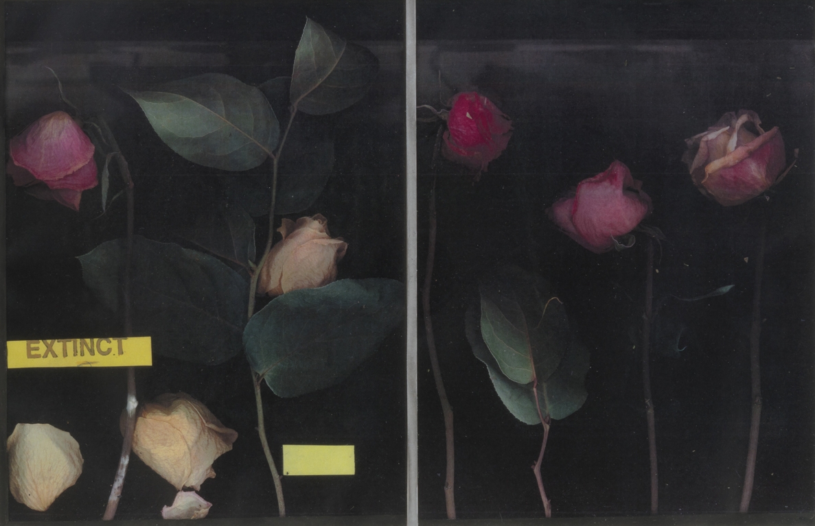 Extinct: Three Roses, 2019, Unique lumigram photograph