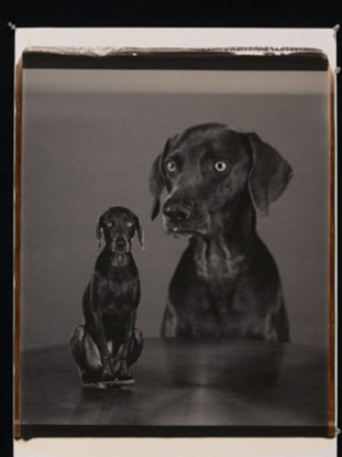Splitting Image, 2005, Black and white Polaroid