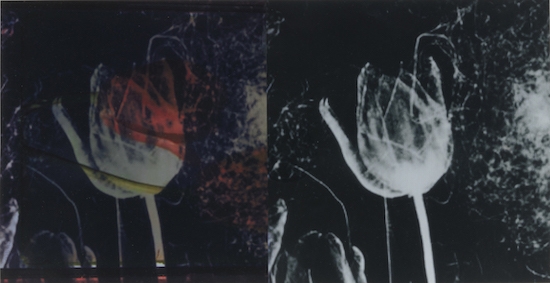 Extinct: Tulip, 2019, Unique lumigram photograph